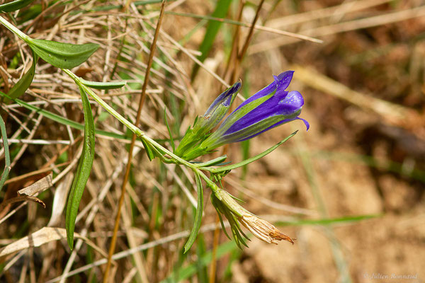 Gentiane pneumonanthe — Gentiana pneumonanthe L., 1753, (Mendive (64), France, le 25/10/2022)