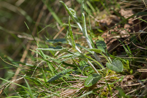 Séneçon à feuilles en spatule — Tephroseris helenitis (L.) B.Nord., 1978