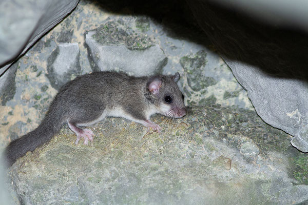 Loir gris — Glis glis (Linnaeus, 1766), (Accous (64), France, le 22/09/2022)