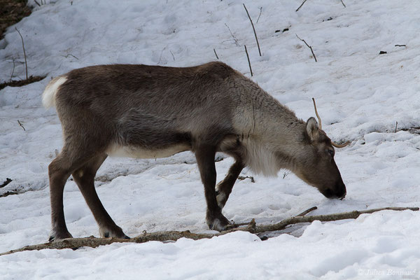Renne — Rangifer tarandus (Linnaeus, 1758), (Parc faunistique Lacuniacha, Huesca, Espagne, le 09/02/2020)