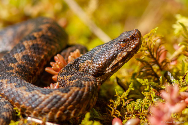 Vipère aspic de Zinniker – Vipera aspis zinnikeri (Kramer, 1958), (Borce (64), France, le 28/05/2024)