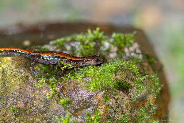 Chioglosse portugais — Chioglossa lusitanica Bocage, 1864