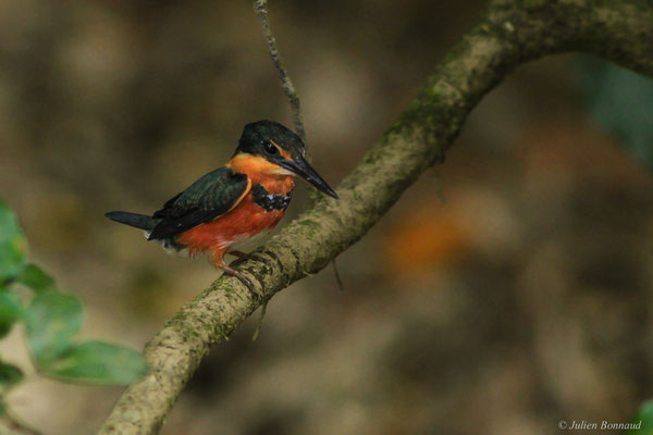 Martin-pêcheur nain — Chloroceryle aenea (Pallas, 1764), (Saint-Laurent-du-Maroni, Guyane, le 03/02/2017)