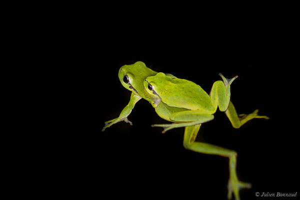 Rainette méridionale – Hyla meridionalis Böttger, 1874, (amplexus) (Mazerolles (40), France, le 14/05/2020)