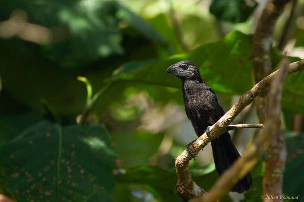 Ani à bec lisse — Crotophaga ani Linnaeus, 1758, (juvénile), (Matiti, Guyane, le 02/08/2016)