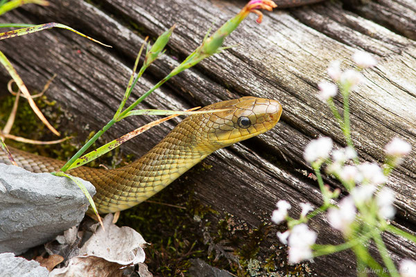Couleuvre d'Esculape — Zamenis longissimus (Laurenti, 1768)