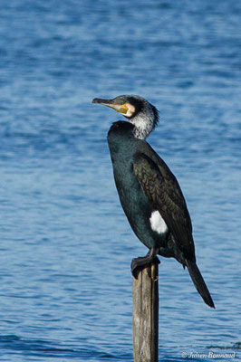 Grand Cormoran — Phalacrocorax carbo (Linnaeus, 1758), (adulte en plumage nuptial) (réserve ornithologique du Teich (33), France, le 24/01/2018)