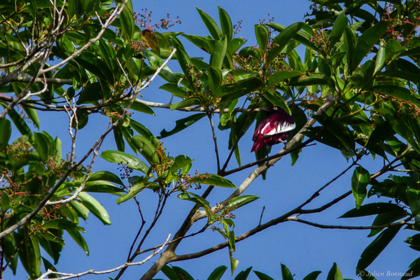 Cotinga pompadour — Xipholena punicea (Pallas, 1764)