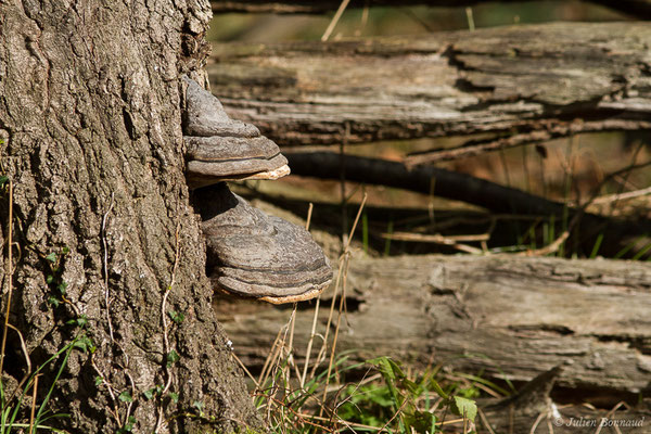 Amadouvier – Fomes fomentarius (L.) Fr., 1849, (Parbayse (64), France, le 18/10/2020)