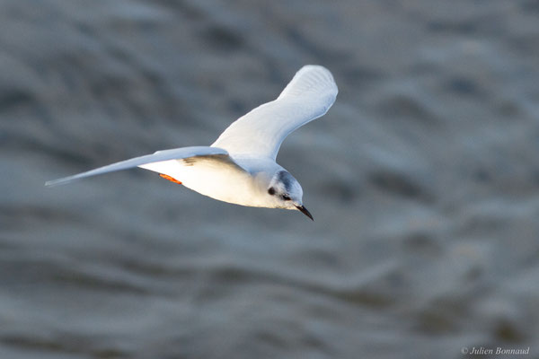 Mouette pygmée — Hydrocoloeus minutus (Pallas, 1776)