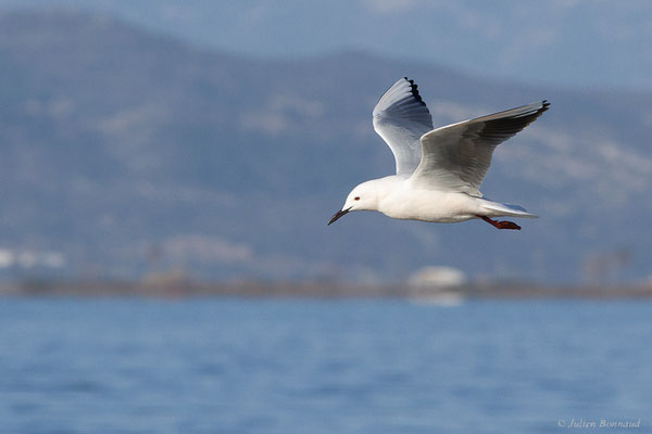 Goéland railleur — Chroicocephalus genei (Breme, 1839), (Parc Naturel du Delta de l'Ebre (Catalogne), Espagne, le 06/02/2022)