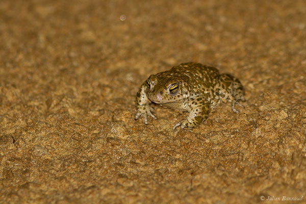 Crapaud calamite — Epidalea calamita (Laurenti, 1768)