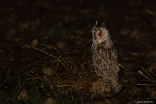Hibou moyen-duc — Asio otus (Linnaeus, 1758)