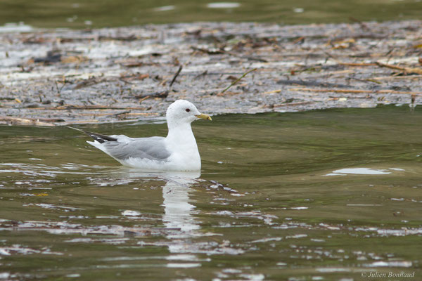 Goéland cendré — Larus canus Linnaeus, 1758, (Tarnos (64), France, le 12/03/2020)