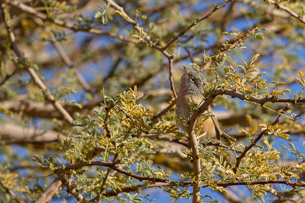 Fauvette de l'Atlas — Curruca deserticola (Tristram, 1859), (Tata (Souss-Massa), Maroc, le 08/02/2023)