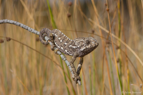 Caméléon commun — Chamaeleo chamaeleon (Linnaeus, 1758), (Ria Formosa (Faro), (Algarve), Portugal, le 01/09/2018)