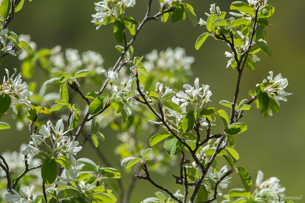 Amélanchier — Amelanchier ovalis Medik. 1793, (Etsaut (64), France, le 30/04/2019)