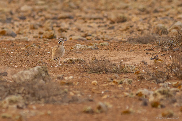 Courvite isabelle — Cursorius cursor (Latham, 1787), (Tindaya, Fuerteventura, (Iles Canaries, Espagne), le 19/02/2022)