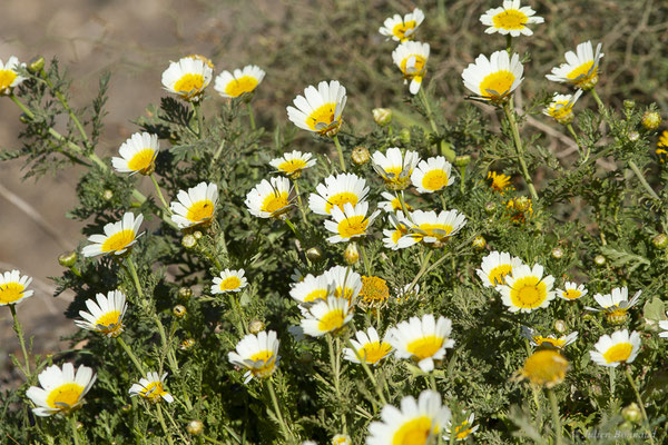 Chrysanthème à couronne — Glebionis coronaria (L.) Cass. ex Spach, 1841