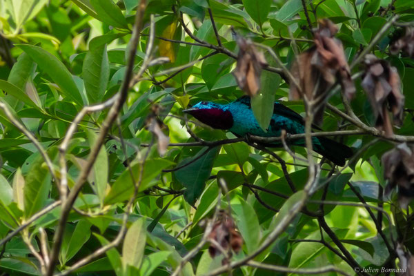 Cotinga de Cayenne — Cotinga cayana (Linnaeus, 1766)
