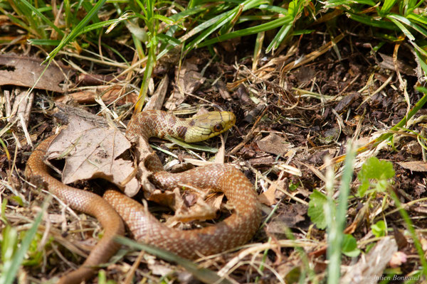 Couleuvre d'Esculape — Zamenis longissimus (Laurenti, 1768)