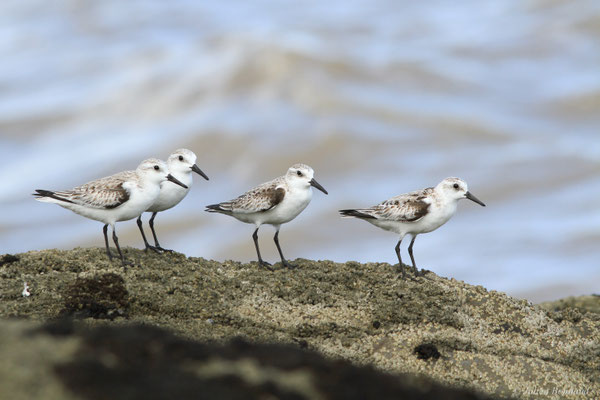 Bécasseau sanderling — Calidris alba (Pallas, 1764)