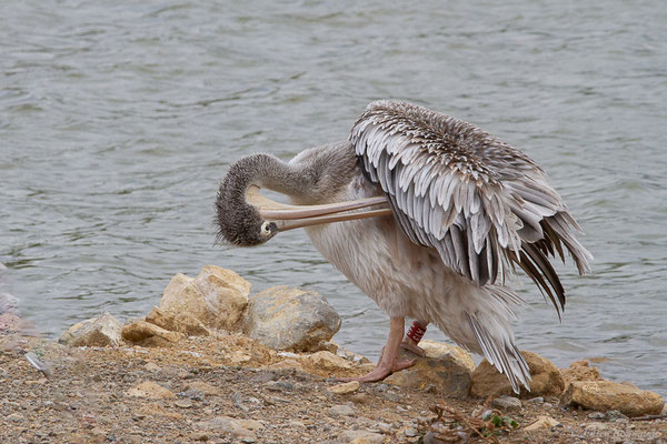 Pélican gris — Pelecanus rufescens Gmelin, 1789, (Réserve Africaine de Sigean (11), France, le 26/09/2024)