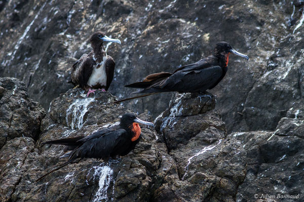 Frégate superbe — Fregata magnificens Mathews, 1914, (Île du Grand Connétable, Guyane, le 09/08/2017)