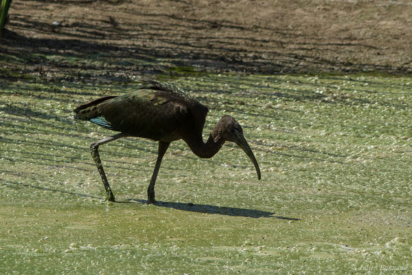 Ibis falcinelle — Plegadis falcinellus (Linnaeus, 1766), (Parc national de Doñana, El Rocio (Andalousie), le 06/08/2020)
