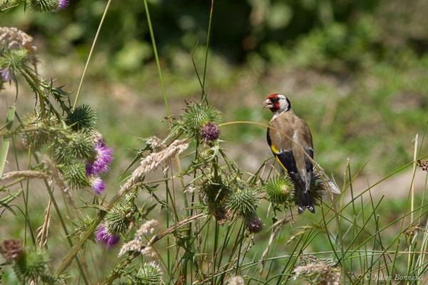 Chardonneret élégant — Carduelis carduelis (Linnaeus, 1758), (Saint-Sorlin-de-Cognac (17), France, le 21/06/2018)