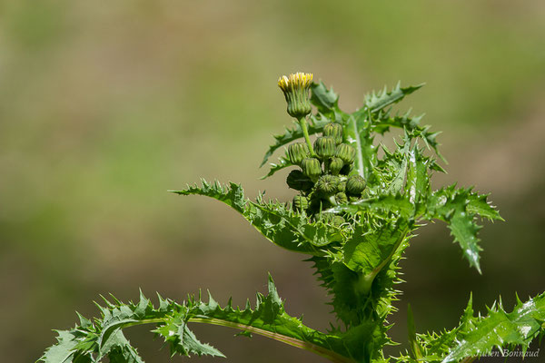 Laiteron rude ou Laiteron piquant — Sonchus asper (L.) Hill, 1769, (Meillon (64), France, le 14/05/2019)