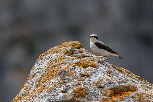 Traquet motteux — Oenanthe oenanthe (Linnaeus, 1758), (mâle adulte) (Col du Pourtalet, Laruns (64), France, le 22/06/2019)