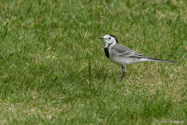 Bergeronnette grise — Motacilla alba Linnaeus, 1758, (adulte en plumage d'hiver) (Ger (64), France, le 19/10/2017)