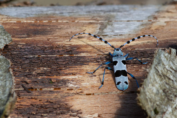 Rosalie des Alpes — Rosalia alpina (Linnaeus, 1758), (Bedous (64), France, le 03/08/2025)