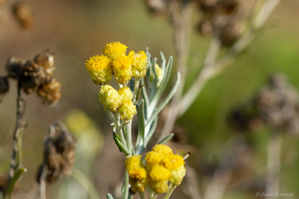Immortelle des sables, Gnaphale des sables — Helichrysum arenarium (L.) Moench, 1794