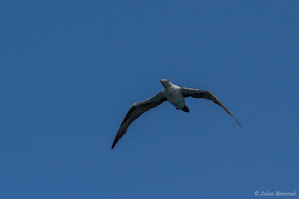 Fou de Bassan – Morus bassanus (Linnaeus, 1758), (Sagres (Vila do Bispo), (Algarve), Portugal, le 31/08/2018)