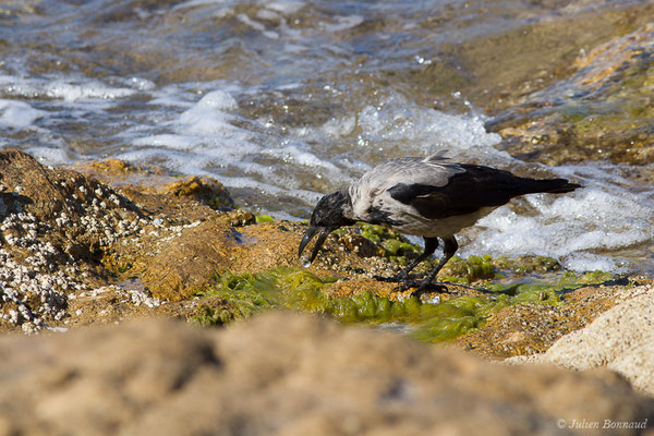 Corneille mantelée — Corvus cornix Linnaeus, 1758, (L'Île-Rousse (2B), France, le 13/09/2019)