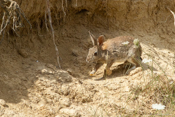 Lapin de garenne — Oryctolagus cuniculus (Linnaeus, 1758), (Pitillas (Navarre), Espagne, le 15/07/2023)