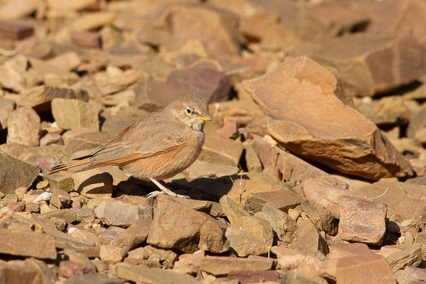 Ammomane isabelline — Ammomanes deserti (Lichtenstein, 1823), (Brehm, 1855), (Tata (Souss-Massa), Maroc, le 08/02/2023)