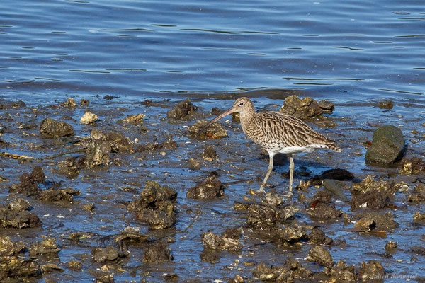 Courlis cendré — Numenius arquata (Linnaeus, 1758), (Parc écologique de Plaiaundi, Irun (Pays basque), Espagne, le 12/11/2022)