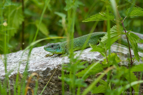 Lézard à deux raies — Lacerta bilineata (Daudin, 1802)