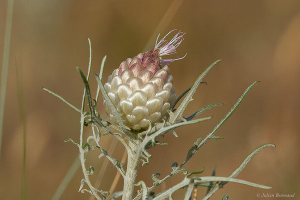 Rhapontic conifère — Rhaponticum coniferum (L.) Greuter, 2003, (Bardenas Real, Arguedas (Aragon), Espagne, le 08/06/2022)