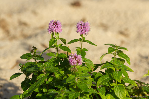 Menthe aquatique — Mentha aquatica L., 1753, (Sanguinet (33), France, le 17/10/2022)