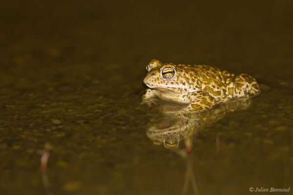 Crapaud calamite — Epidalea calamita (Laurenti, 1768)
