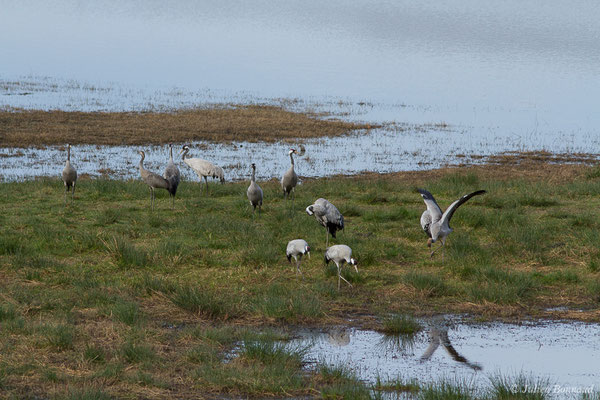 Grue cendrée – Grus grus (Linnaeus, 1758), (réserve des barthes de Saint-Martin-de-Seignanx (64), France, le 19/01/2019)