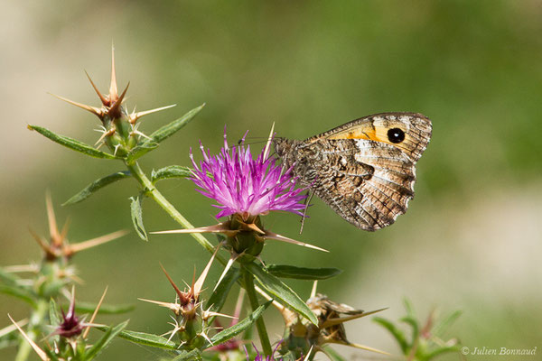 Agreste flamboyant — Hipparchia aristaeus (Bonelli, 1826), (Asco (2B), France, le 10/09/2019)