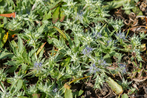 Panicaut nain vivipare – Eryngium viviparum J.Gay, 1848, (Belz (56), France, le 08/07/2021)