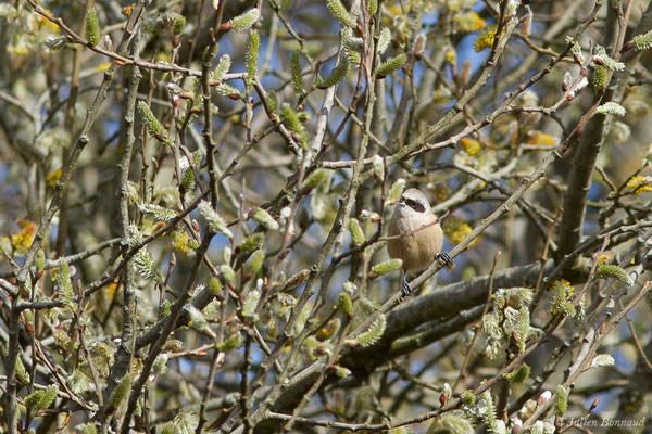 Rémiz penduline — Remiz pendulinus (Linnaeus, 1758), (Réserve ornithologique Terre d'Oiseaux, Braud-et-Saint-Louis (33), France, le 07/03/2019)