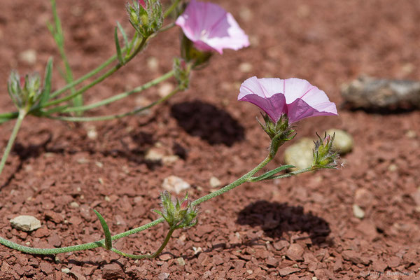 Liseron des monts Cantabriques, Liseron de Biscaye — Convolvulus cantabrica L., 1753