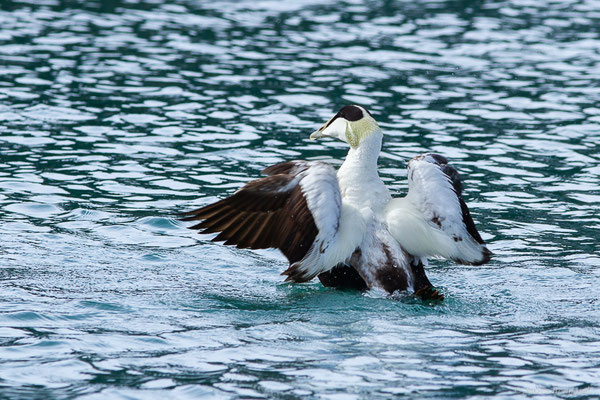 Eider à duvet — Somateria mollissima (Linnaeus, 1758), (Ciboure (64), France, le 05/04/2024)